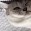 無心夜涼