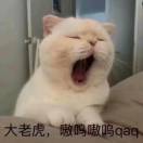番茄拌貓
