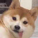 萌肉包