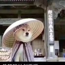36°半