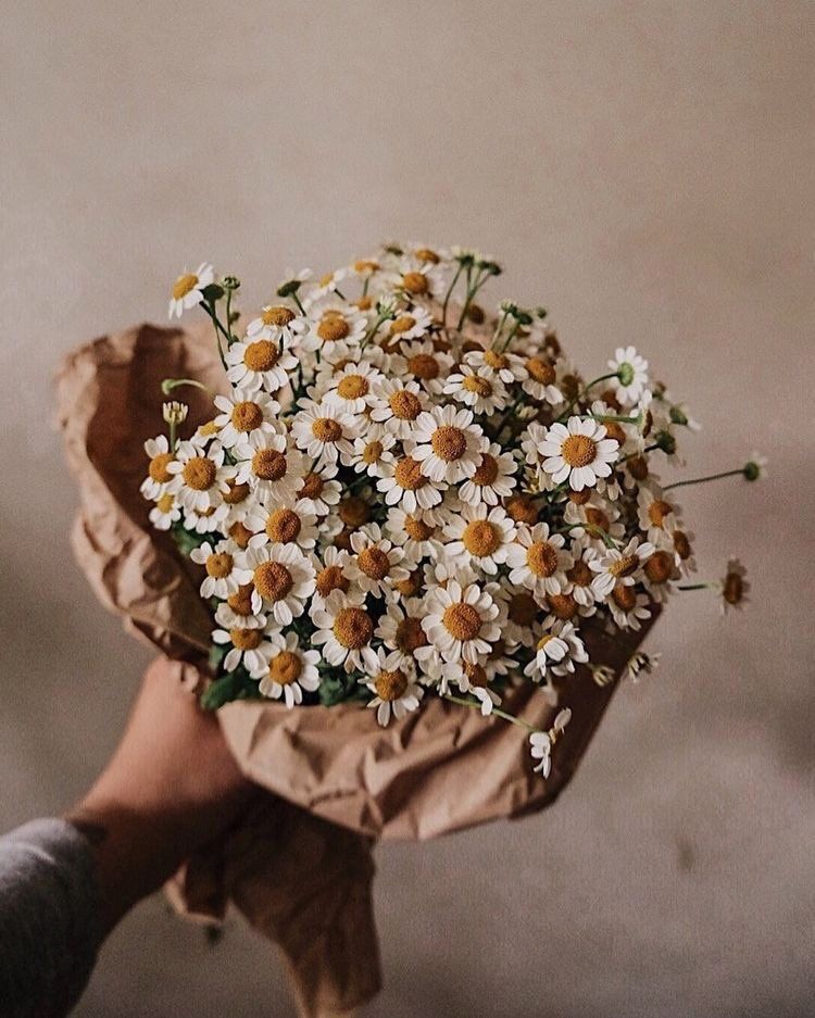daisy