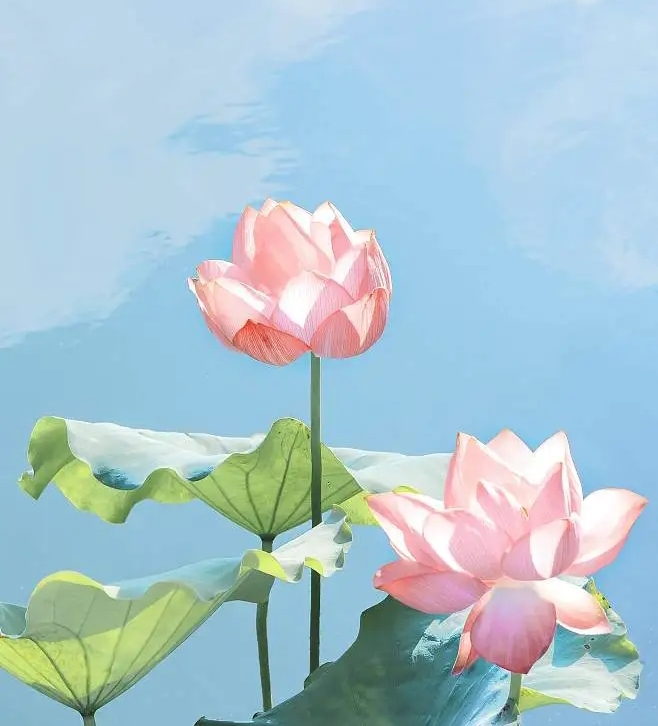 小冉冉耶