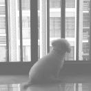 lilili