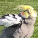變態森