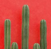 砖红仙人掌
